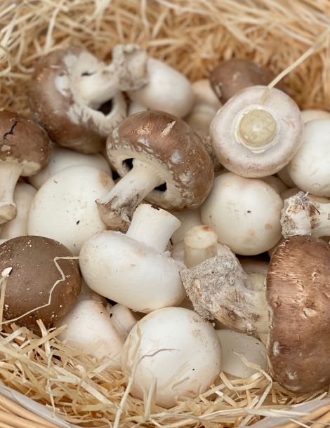 Champignons bruns