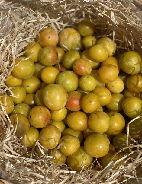 Mirabelles