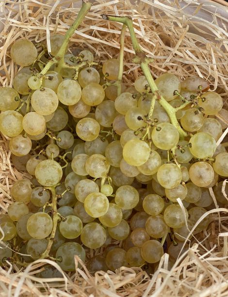 raisinchasselat.jpeg