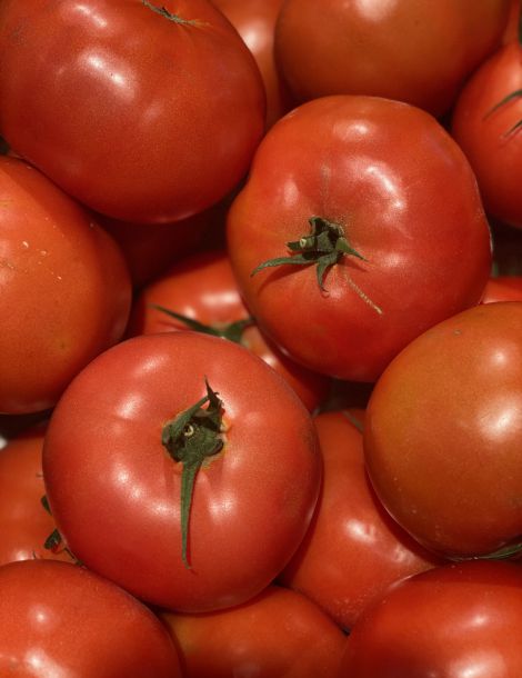 Tomate à farcir