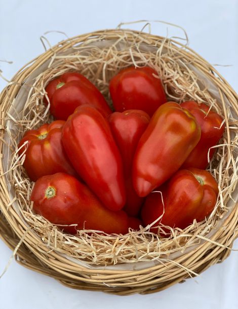 Tomate cornabel